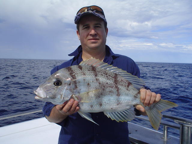 robo sea bream